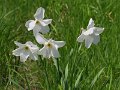 (24) Pheasant's-eye Narcissus (Narcissus poeticus)